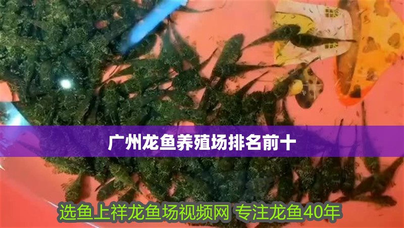 廣州龍魚養殖場排名前十
