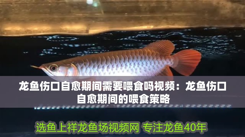龍魚(yú)傷口自愈期間需要喂食嗎視頻：龍魚(yú)傷口自愈期間的喂食策略