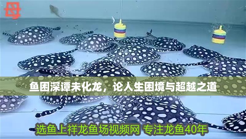 魚困深譚未化龍，論人生困境與超越之道