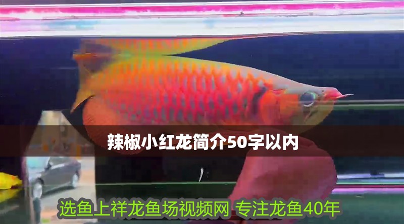 辣椒小紅龍簡介50字以內