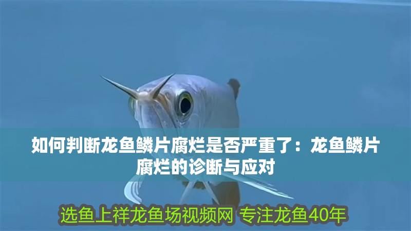 如何判斷龍魚鱗片腐爛是否嚴重了：龍魚鱗片腐爛的診斷與應對