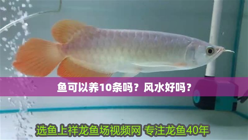 魚可以養10條嗎？風水好嗎？