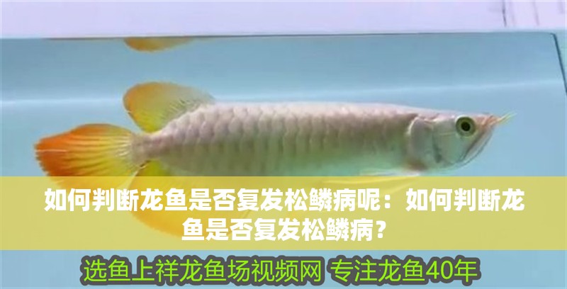 如何判斷龍魚是否復發松鱗病呢：如何判斷龍魚是否復發松鱗病？