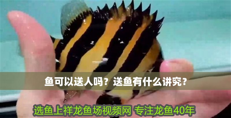 魚可以送人嗎？送魚有什么講究？