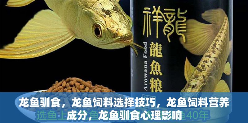 龍魚馴食，龍魚飼料選擇技巧，龍魚飼料營養成分，龍魚馴食心理影響