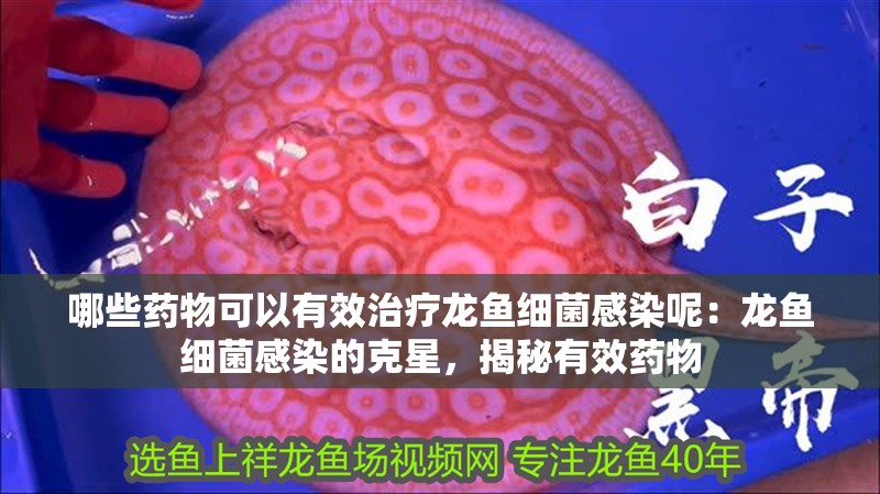 哪些藥物可以有效治療龍魚(yú)細(xì)菌感染呢：龍魚(yú)細(xì)菌感染的克星，揭秘有效藥物