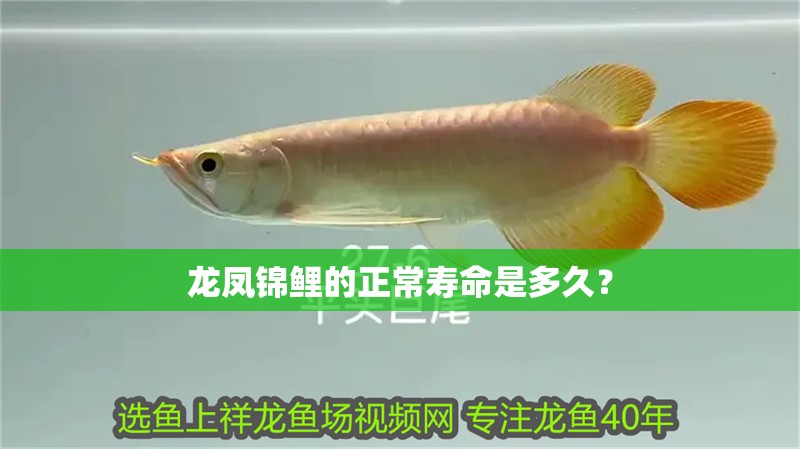 龍鳳錦鯉的正常壽命是多久？