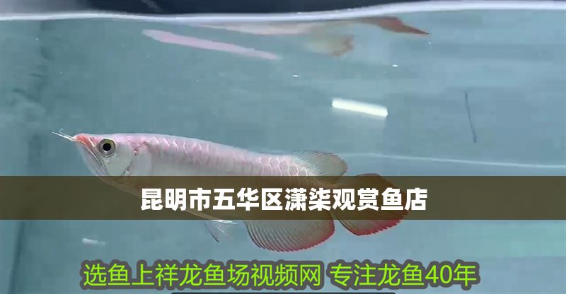 昆明市五華區(qū)瀟柒觀賞魚店