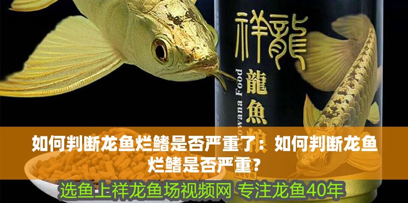 紅龍魚烤色怎么分辨：紅龍魚烤色怎么分辨紅龍魚是否經過烤色需要綜合考慮多個因素