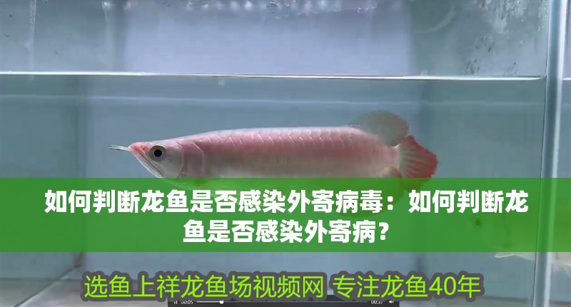 如何判斷龍魚(yú)是否感染外寄病毒：如何判斷龍魚(yú)是否感染外寄病？