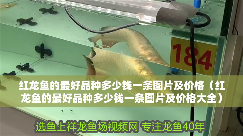 紅龍魚的最好品種多少錢一條圖片及價格（紅龍魚的最好品種多少錢一條圖片及價格大全）