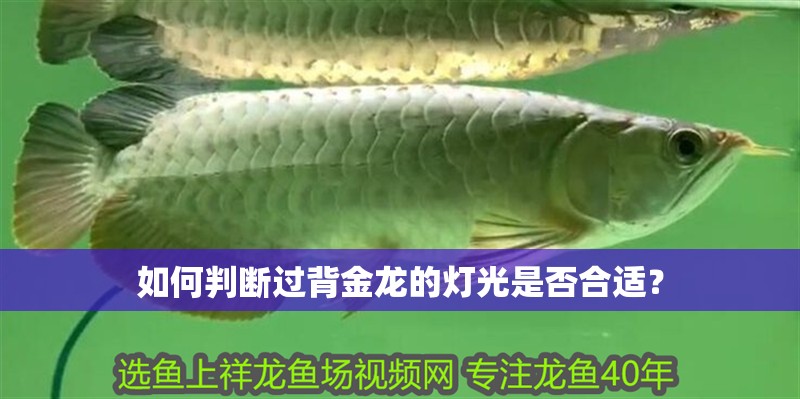 如何判斷過背金龍的燈光是否合適？
