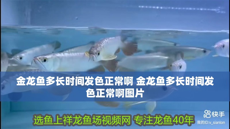 金龍魚多長時間發色正常啊 金龍魚多長時間發色正常啊圖片 金龍魚多長時間發色正常啊 金龍魚多長時間發色正常啊圖片 觀賞魚百科