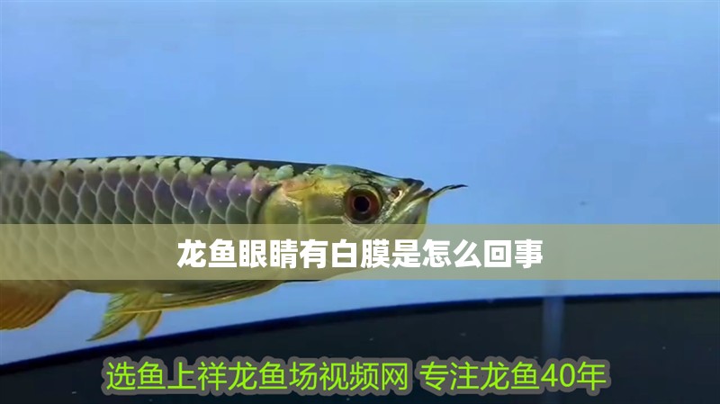 龍魚眼睛有白膜是怎么回事