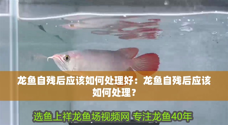 龍魚自殘后應該如何處理好：龍魚自殘后應該如何處理？