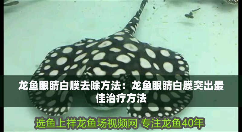 龍魚眼睛白膜去除方法：龍魚眼睛白膜突出最佳治療方法