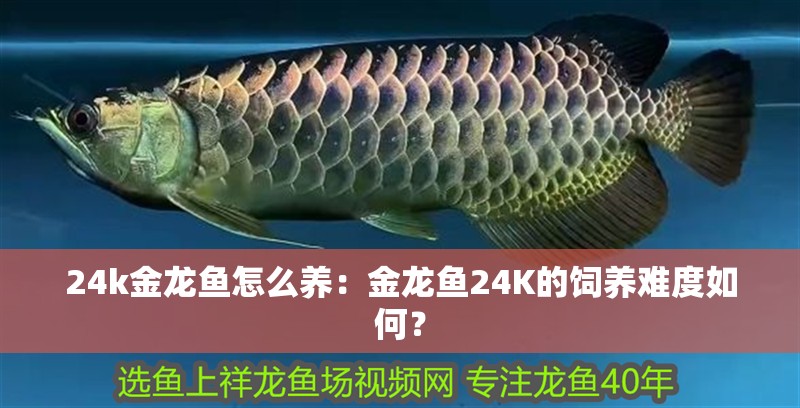 24k金龍魚怎么養(yǎng)：金龍魚24K的飼養(yǎng)難度如何？