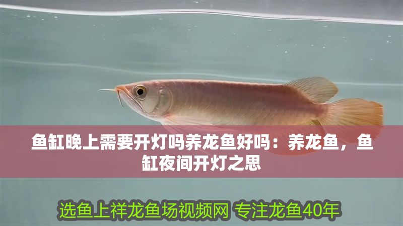 魚缸晚上需要開燈嗎養龍魚好嗎：養龍魚，魚缸夜間開燈之思
