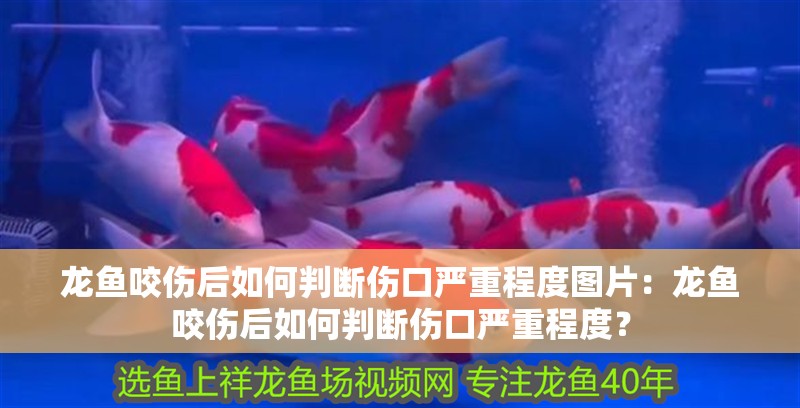龍魚咬傷后如何判斷傷口嚴重程度圖片：龍魚咬傷后如何判斷傷口嚴重程度？