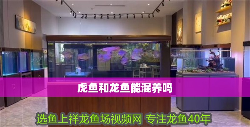 虎魚和龍魚能混養(yǎng)嗎