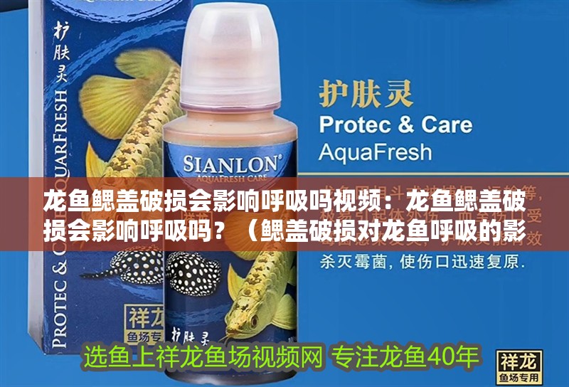 龍魚鰓蓋破損會影響呼吸嗎視頻：龍魚鰓蓋破損會影響呼吸嗎？（鰓蓋破損對龍魚呼吸的影響）