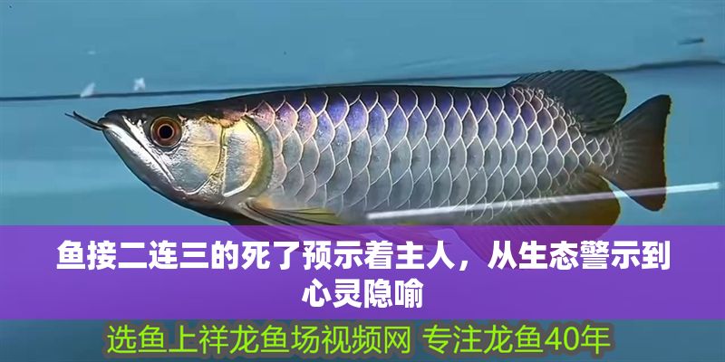 魚接二連三的死了預示著主人，從生態警示到心靈隱喻