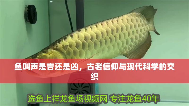 魚叫聲是吉還是兇，古老信仰與現代科學的交織