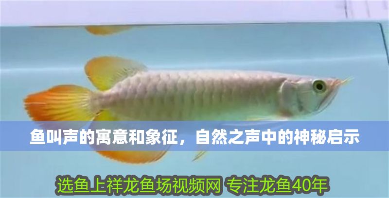 魚叫聲的寓意和象征，自然之聲中的神秘啟示