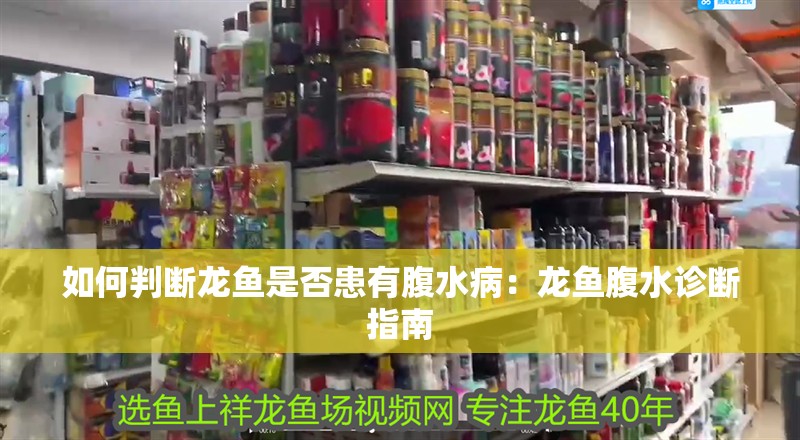 如何判斷龍魚是否患有腹水病：龍魚腹水診斷指南