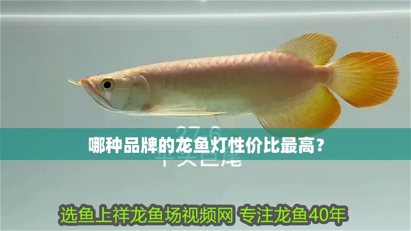 哪種品牌的龍魚燈性價比最高？
