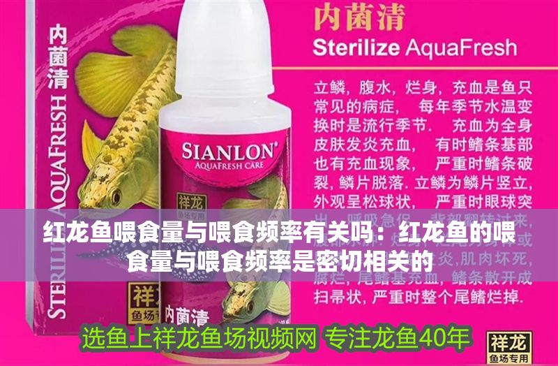 紅龍魚(yú)喂食量與喂食頻率有關(guān)嗎：紅龍魚(yú)的喂食量與喂食頻率是密切相關(guān)的