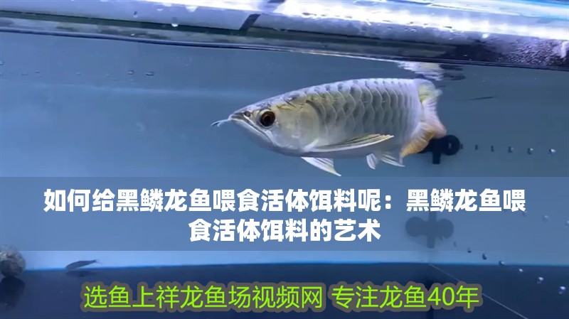 如何給黑鱗龍魚喂食活體餌料呢：黑鱗龍魚喂食活體餌料的藝術