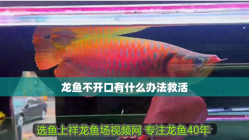 龍魚不開口有什么辦法救活