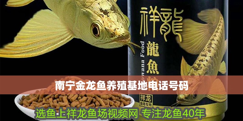 李亞四龍魚批發：李亞四龍魚批發和貨源基地