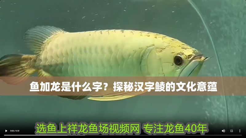 魚加龍是什么字？探秘漢字鯪的文化意蘊