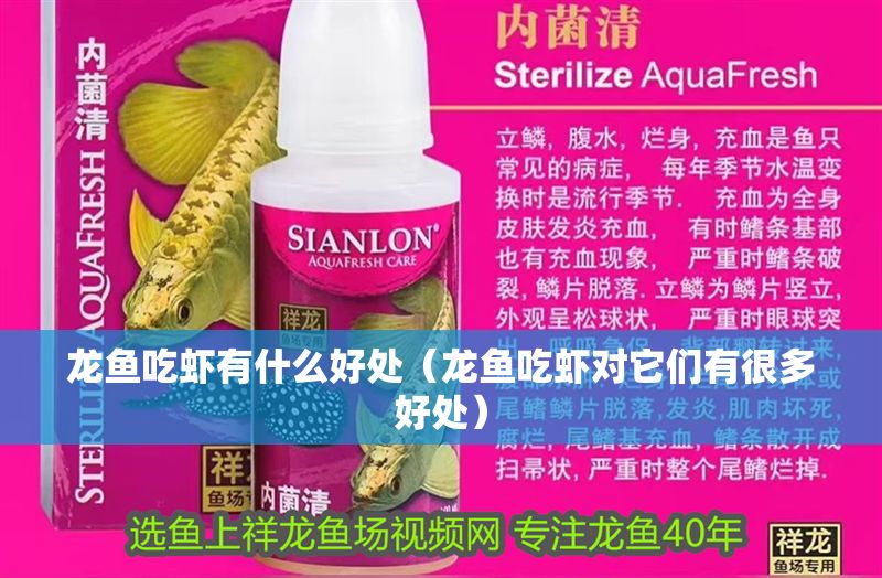 龍魚吃蝦有什么好處（龍魚吃蝦對(duì)它們有很多好處）