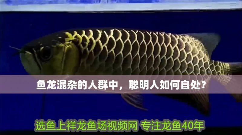 魚(yú)龍混雜的人群中，聰明人如何自處？