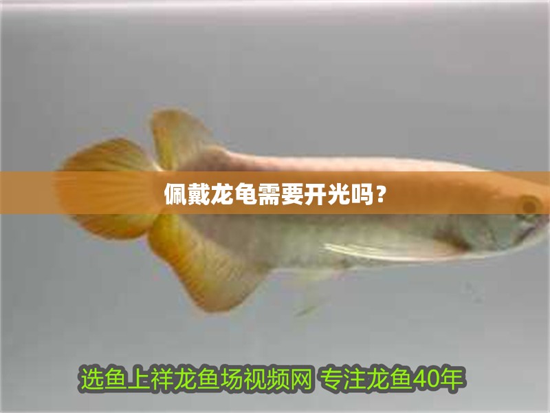 佩戴龍龜需要開光嗎？