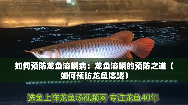如何預防龍魚溶鱗病：龍魚溶鱗的預防之道（如何預防龍魚溶鱗）