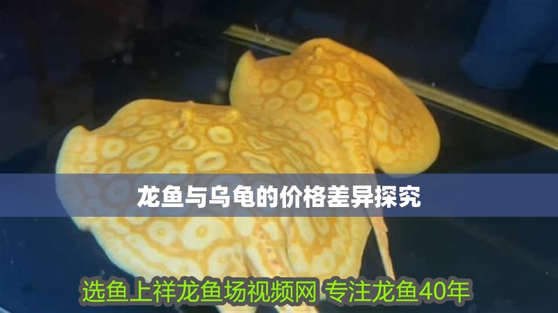 龍魚(yú)與烏龜?shù)膬r(jià)格差異探究