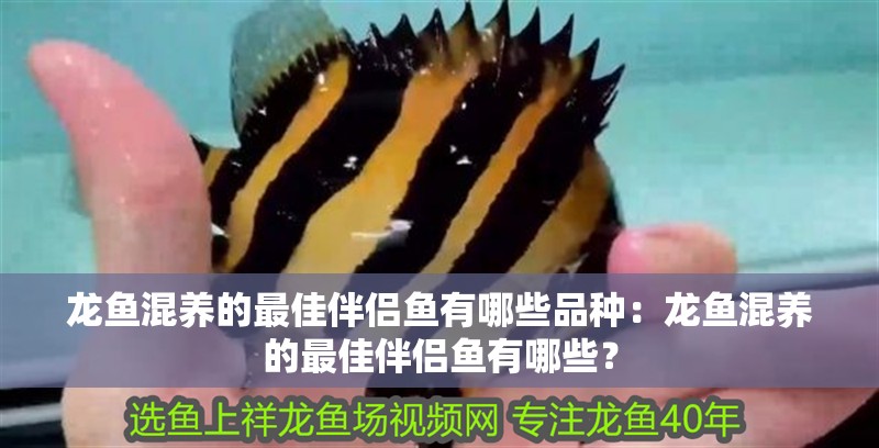 龍魚混養的最佳伴侶魚有哪些品種：龍魚混養的最佳伴侶魚有哪些？