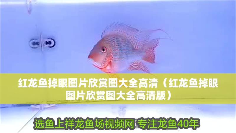 紅龍魚掉眼圖片欣賞圖大全高清（紅龍魚掉眼圖片欣賞圖大全高清版） 紅龍魚掉眼圖片欣賞圖大全高清（紅龍魚掉眼圖片欣賞圖大全高清版） 龍魚百科