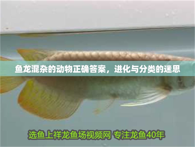 魚龍混雜的動物正確答案，進化與分類的迷思