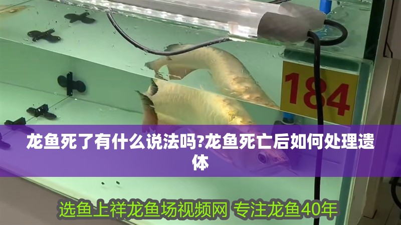 龍魚死了有什么說法嗎?龍魚死亡后如何處理遺體