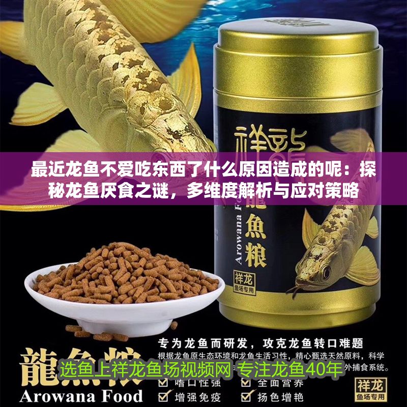 最近龍魚不愛吃東西了什么原因造成的呢：探秘龍魚厭食之謎，多維度解析與應對策略