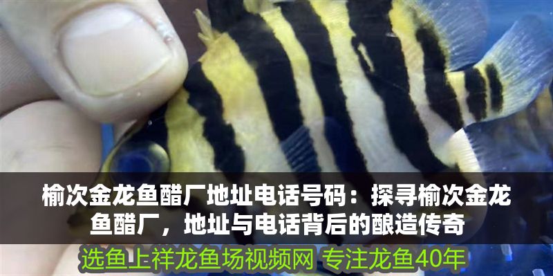 榆次金龍魚醋廠地址電話號碼：探尋榆次金龍魚醋廠，地址與電話背后的釀造傳奇