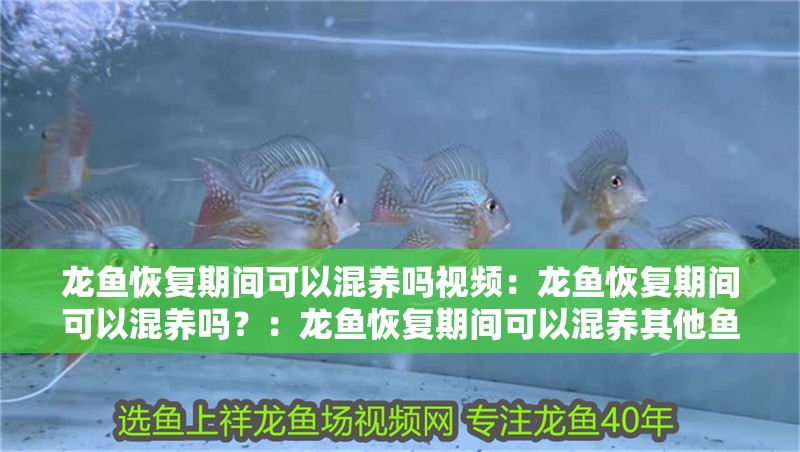 龍魚(yú)恢復(fù)期間可以混養(yǎng)嗎視頻：龍魚(yú)恢復(fù)期間可以混養(yǎng)嗎？：龍魚(yú)恢復(fù)期間可以混養(yǎng)其他魚(yú)類嗎？