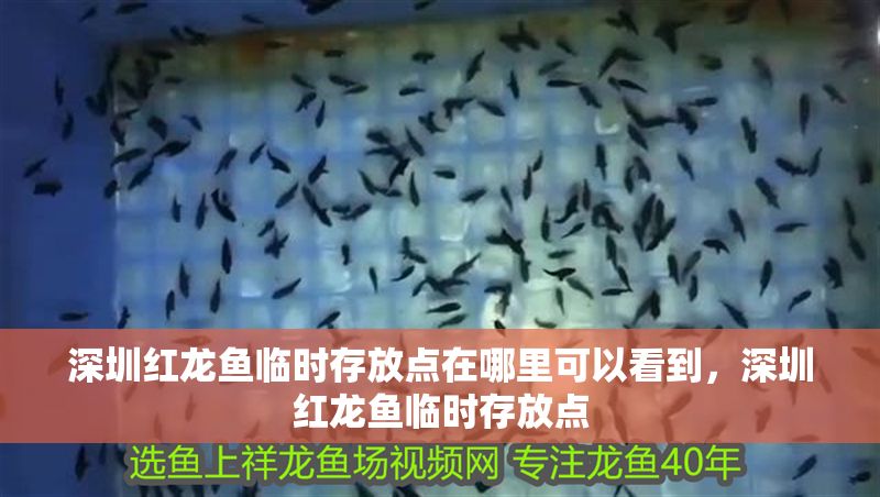 深圳紅龍魚臨時存放點在哪里可以看到，深圳紅龍魚臨時存放點