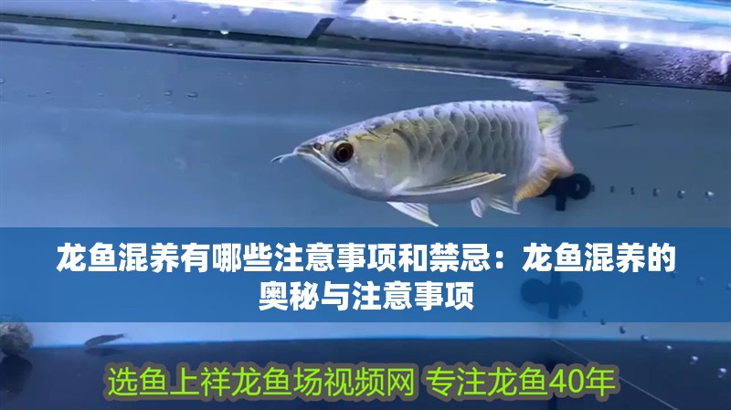 龍魚混養(yǎng)有哪些注意事項和禁忌：龍魚混養(yǎng)的奧秘與注意事項