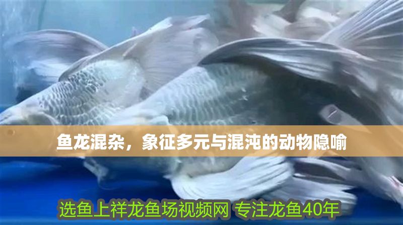 魚龍混雜，象征多元與混沌的動(dòng)物隱喻